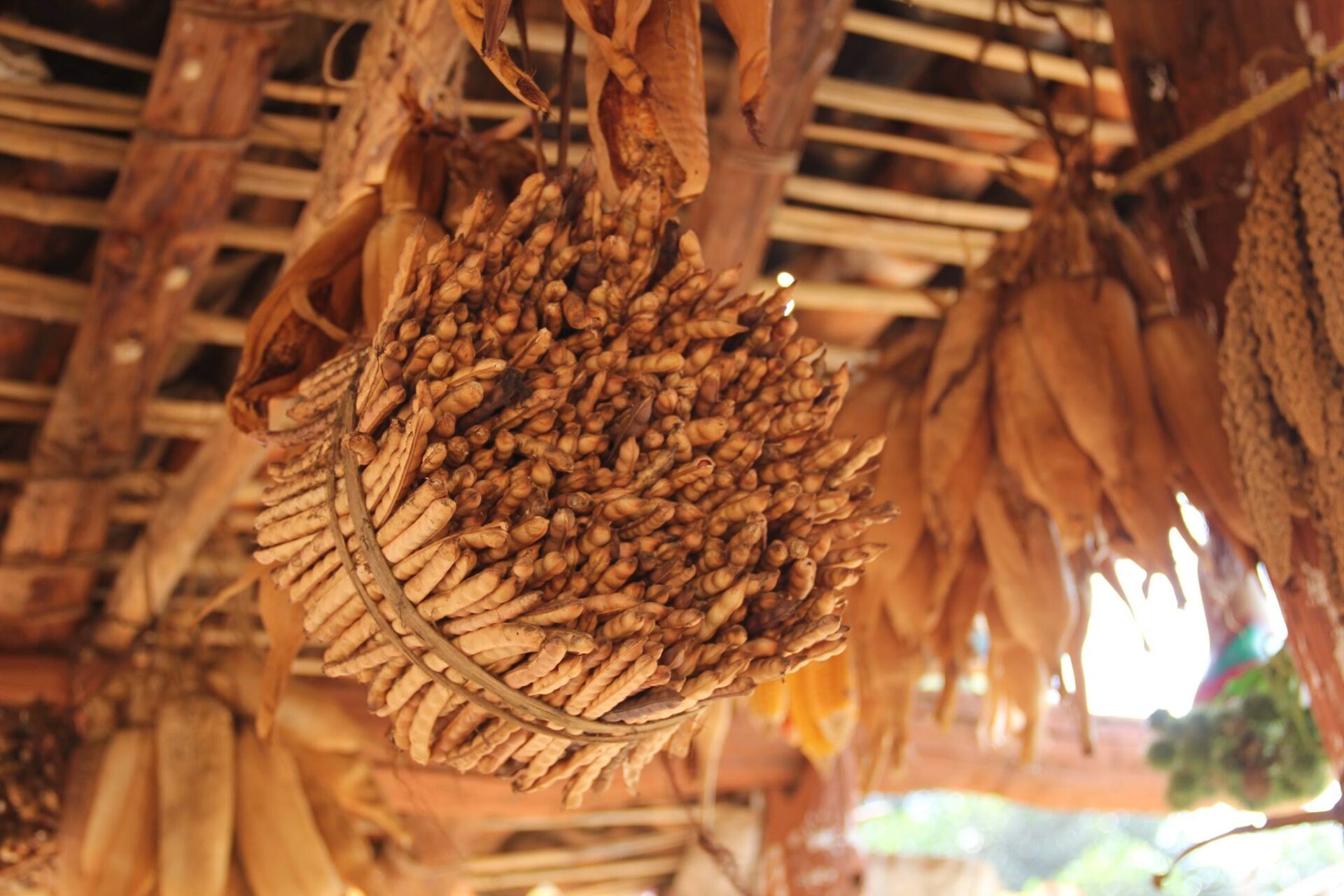 Songs of Survival: The Cultural Memory that Kept Millets Alive - Millet ...