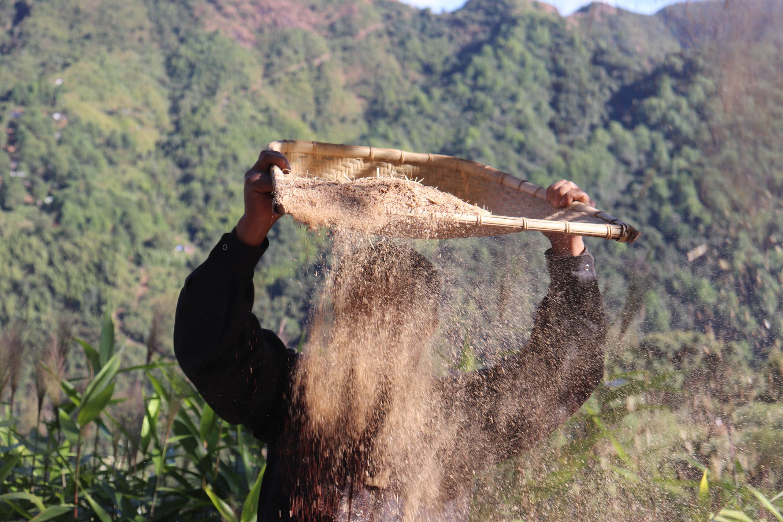 Songs of Survival: The Cultural Memory that Kept Millets Alive – Millet ...