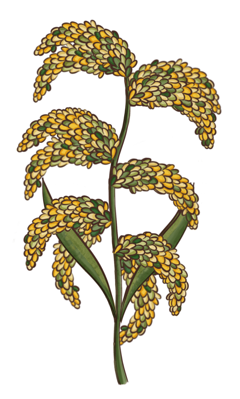 Millet Revival Project