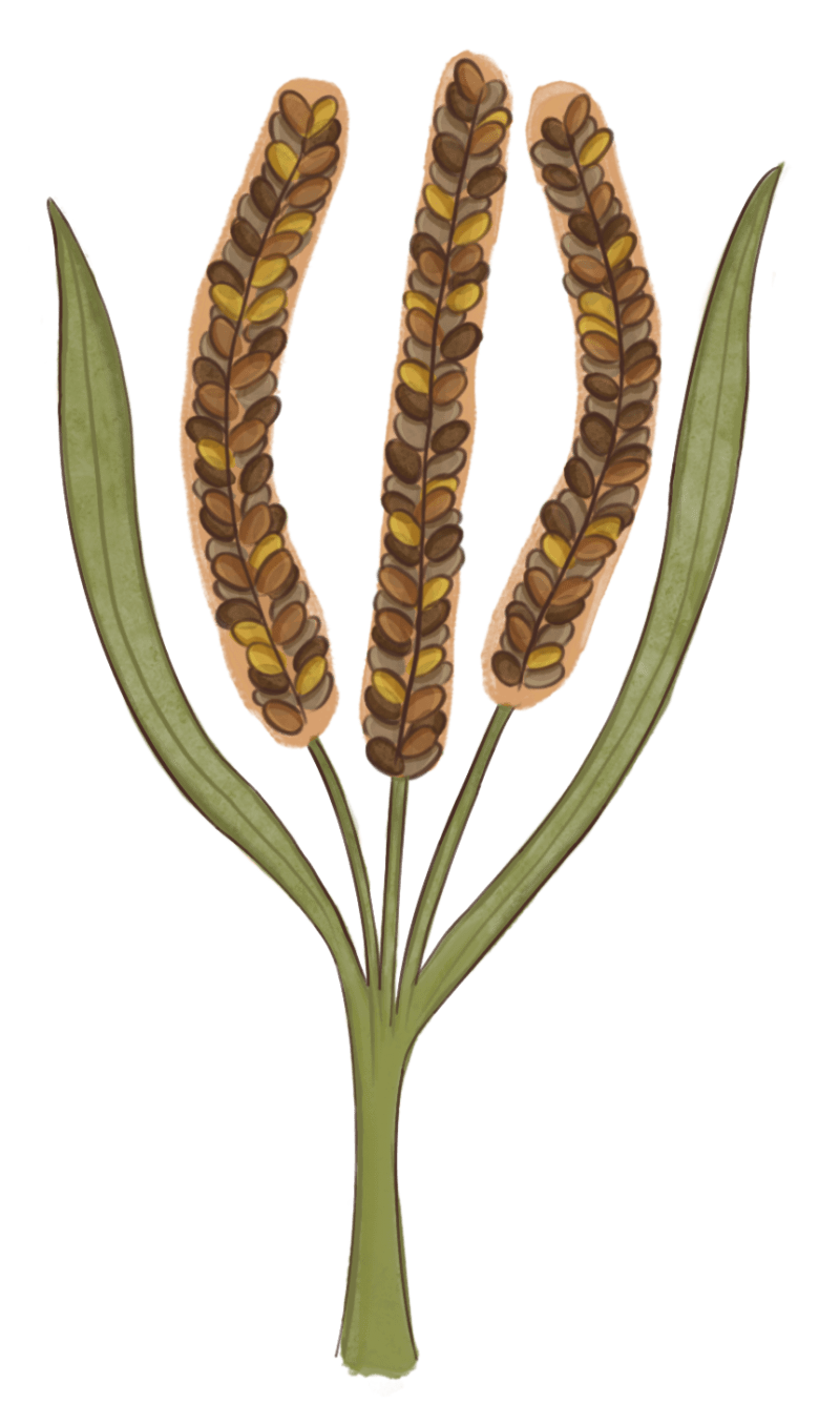 Millet Revival Project