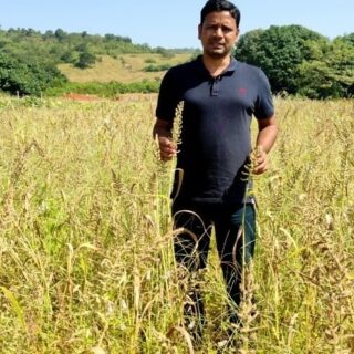 Tapas Chandra Roy in a field of ripening barnyard millet. He is a Block Agriculture Officer in the Department of Agriculture and Farmers’ Empowerment, Government of Odisha. He has researched millets extensively and worked on projects that examine how these grains can improve our nutritional security. All photos courtesy of Tapas Chandra Roy.