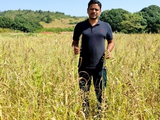 Tapas Chandra Roy in a field of ripening barnyard millet. He is a Block Agriculture Officer in the Department of Agriculture and Farmers’ Empowerment, Government of Odisha. He has researched millets extensively and worked on projects that examine how these grains can improve our nutritional security. All photos courtesy of Tapas Chandra Roy.