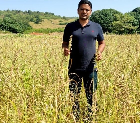 Tapas Chandra Roy in a field of ripening barnyard millet. He is a Block Agriculture Officer in the Department of Agriculture and Farmers’ Empowerment, Government of Odisha. He has researched millets extensively and worked on projects that examine how these grains can improve our nutritional security. All photos courtesy of Tapas Chandra Roy.